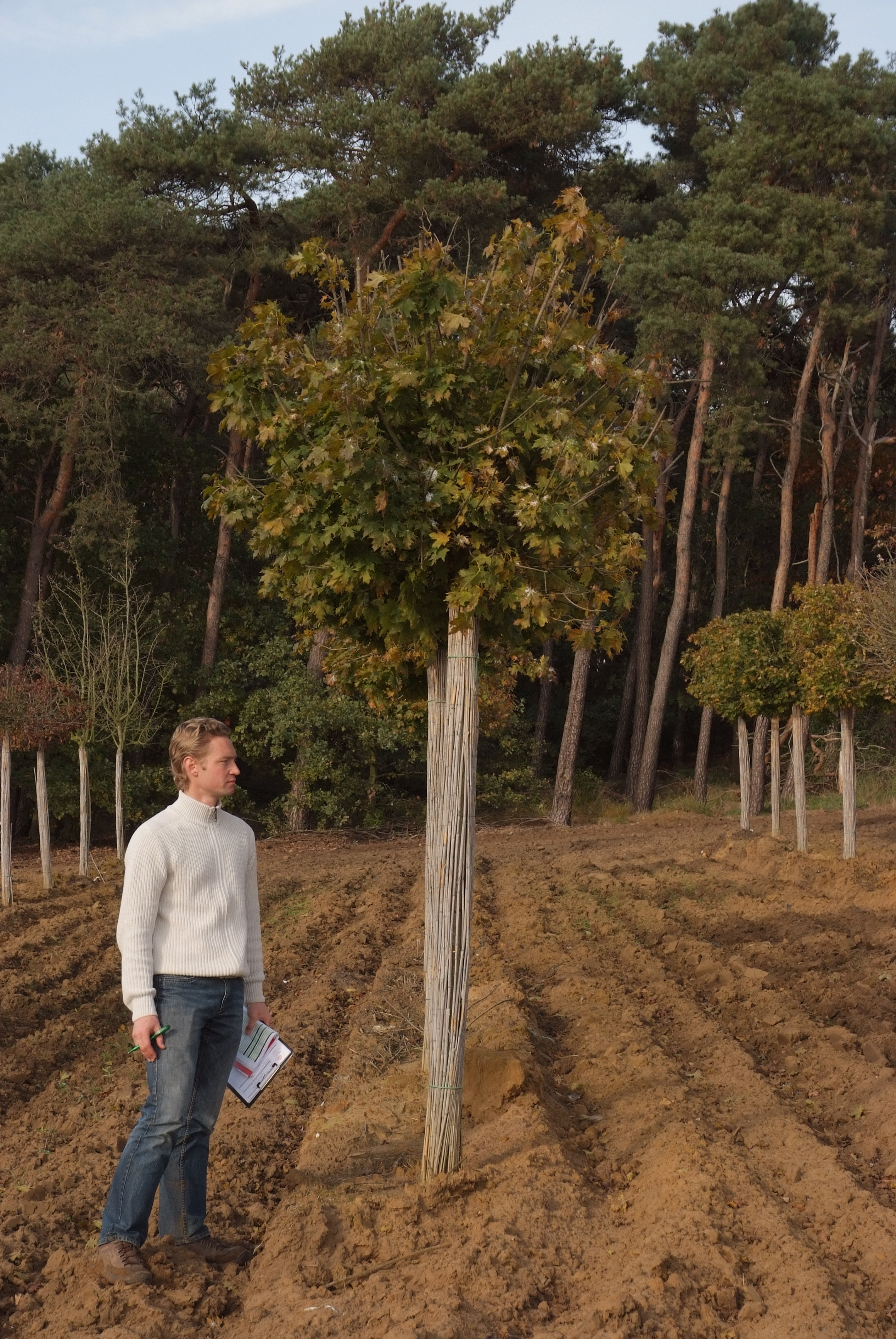ცაცხვი - გლობოსუმი